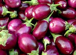 Brinjal Harvest